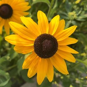 Photo of the plant species Brown-Eyed Susan by @ZappyBasil85 named Gates on Greg, the plant care app