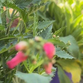 Photo of the plant species Blood Sage by @ZappyBasil85 named Elle on Greg, the plant care app