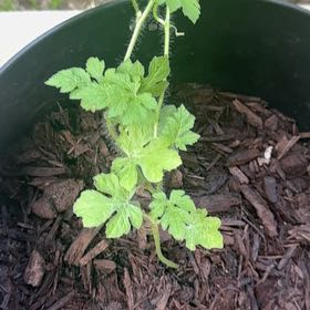Photo of the plant species Watermelon by @ZealouslyBonsi named Foxxy on Greg, the plant care app