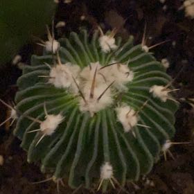 Photo of the plant species Giant Barrel Cactus by @ExpertPalqui95 named Aristotle on Greg, the plant care app