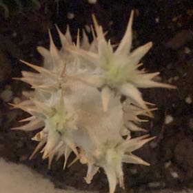 Photo of the plant species Spanish Chestnut by @ExpertPalqui95 named Hemingway on Greg, the plant care app