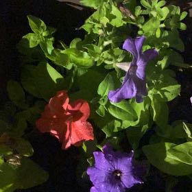 Photo of the plant species Petunia by @ExpertPalqui95 named Sonora on Greg, the plant care app