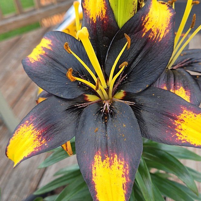 Photo of the plant species Asiatic Lily by @FabRedwood70 named Huckleberry Fern on Greg, the plant care app