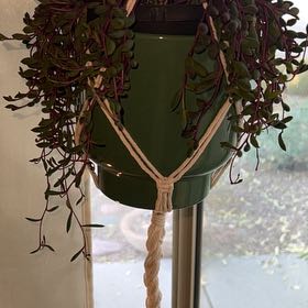 Photo of the plant species ruby necklace by @IntenseOmnom56 named Rune on Greg, the plant care app