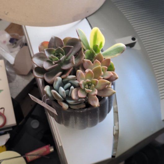 Photo of the plant species Assorted Succulents by @KeyCoojong90 named Mei on Greg, the plant care app