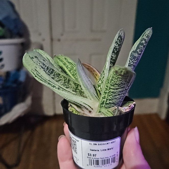 Photo of the plant species Gasteria 'Little Warty' by @SmartBlusher32 named Cleopatra on Greg, the plant care app