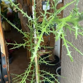Photo of the plant species Boreal Yarrow by @WorkhorseLime64 named Sherlock on Greg, the plant care app
