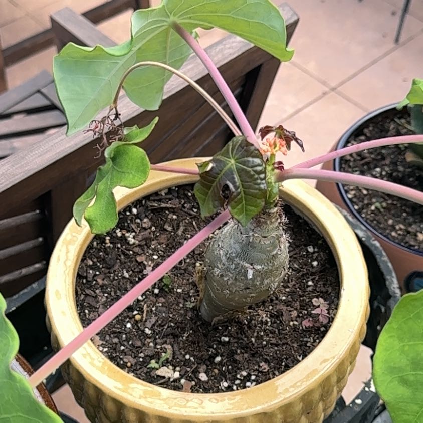 Photo of the plant species Buddha Belly Plant by @WorkhorseLime64 named Rihanna on Greg, the plant care app