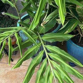 Photo of the plant species Butterfly Ginger by @WorkhorseLime64 named Lebron on Greg, the plant care app