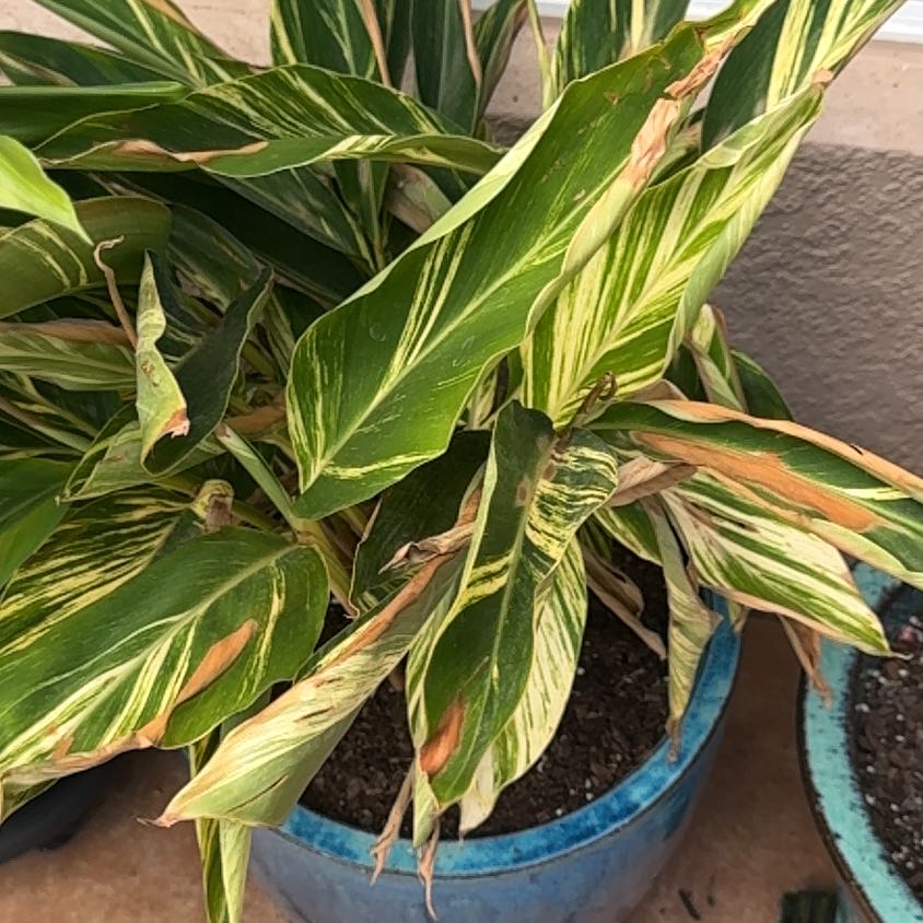 Photo of the plant species Variegated Shell Ginger by @WorkhorseLime64 named Figyonce on Greg, the plant care app