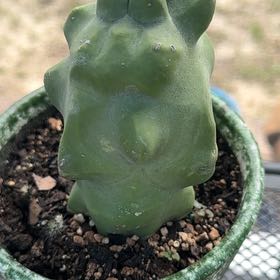 Photo of the plant species Totem Pole by @WorkhorseLime64 named Oscar on Greg, the plant care app