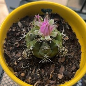 Photo of the plant species Chihuahuan Beehive by @WorkhorseLime64 named Demi on Greg, the plant care app