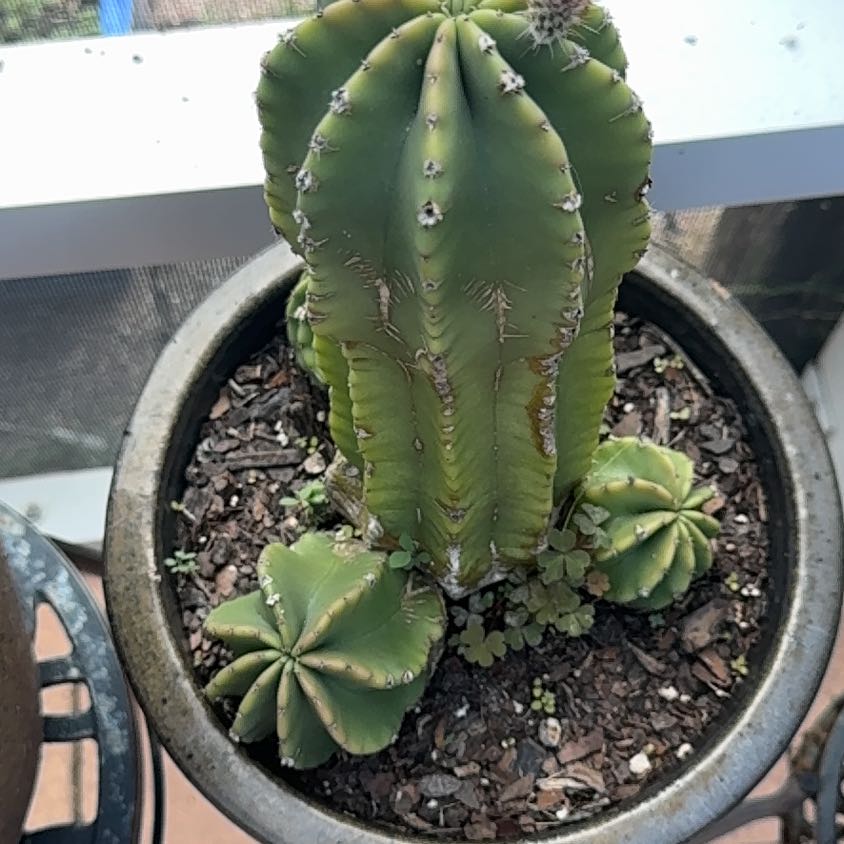 Photo of the plant species Mexican Fence Post Cactus by @WorkhorseLime64 named Miley on Greg, the plant care app