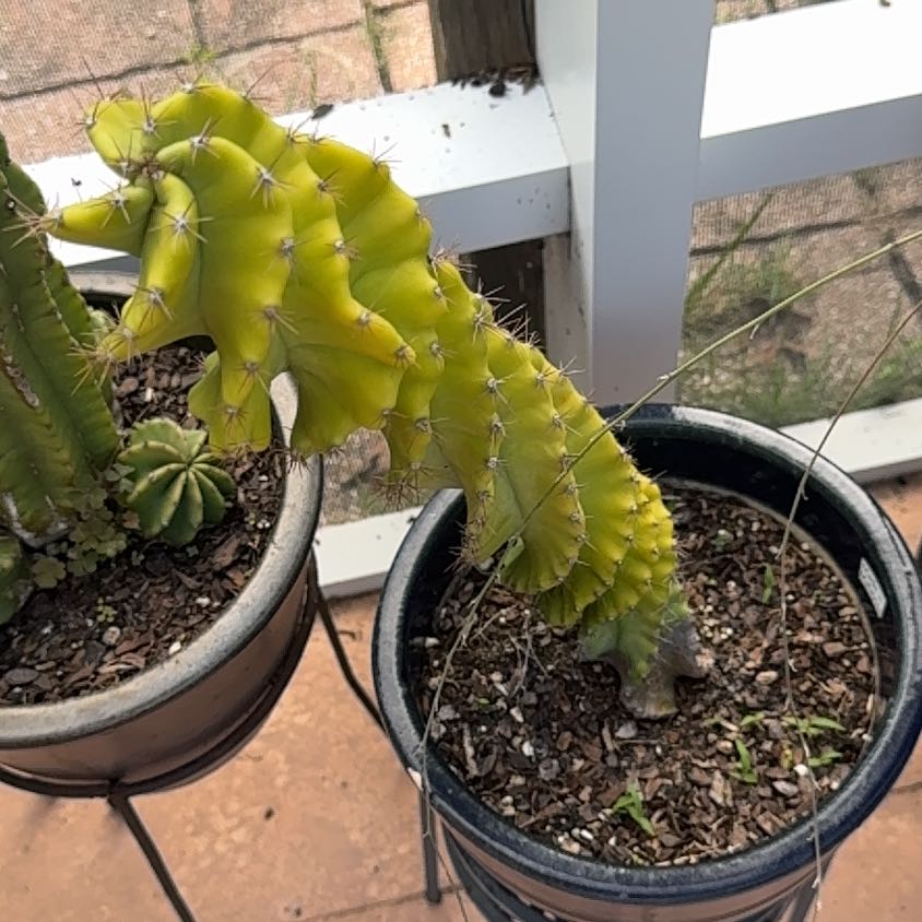 Photo of the plant species Spiral Cactus by @WorkhorseLime64 named Sonora on Greg, the plant care app