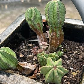 Photo of the plant species Tanzanian Zipper Plant by @WorkhorseLime64 named Kesha on Greg, the plant care app