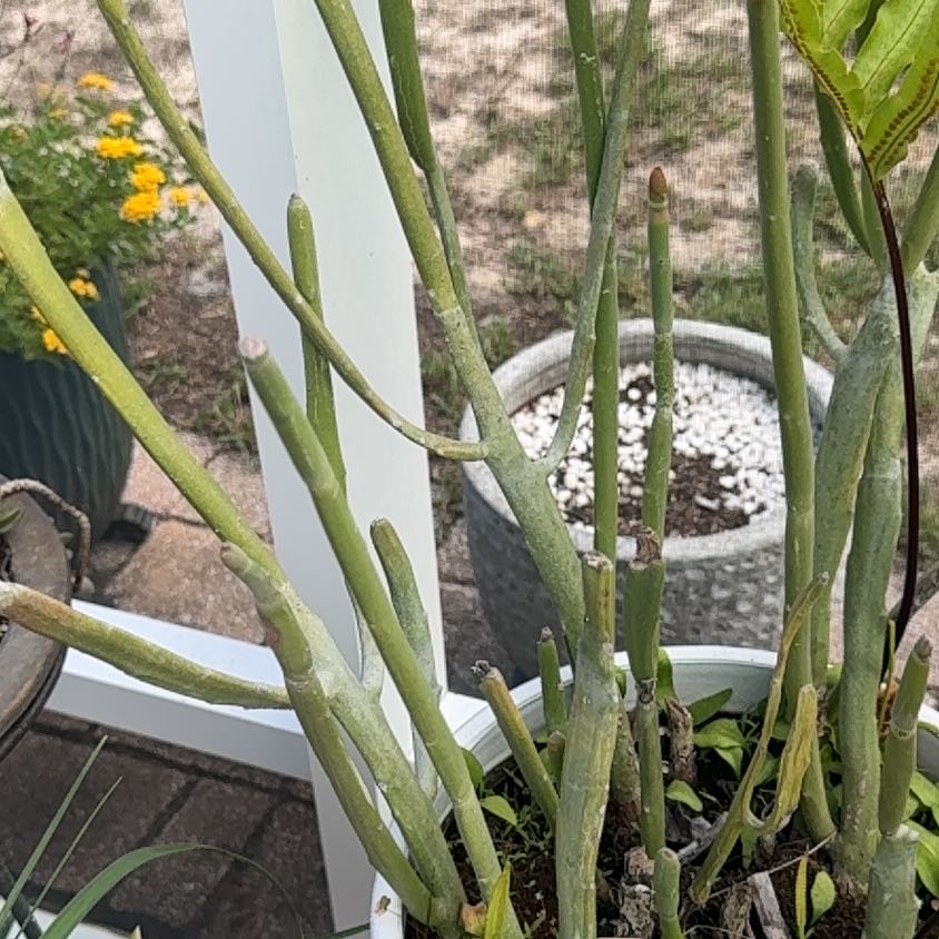 Photo of the plant species Slipper Plant by @WorkhorseLime64 named McKinley on Greg, the plant care app