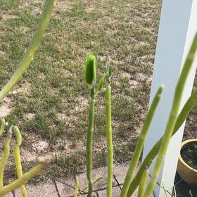Photo of the plant species Slipper Plant by @WorkhorseLime64 named Sproutacus on Greg, the plant care app