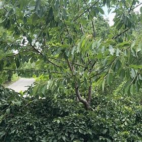 Photo of the plant species Sweet Cherry by @FastRubyball97 named Darwin on Greg, the plant care app