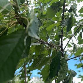 Photo of the plant species Sweet Cherry by @FastRubyball97 named Beckham on Greg, the plant care app