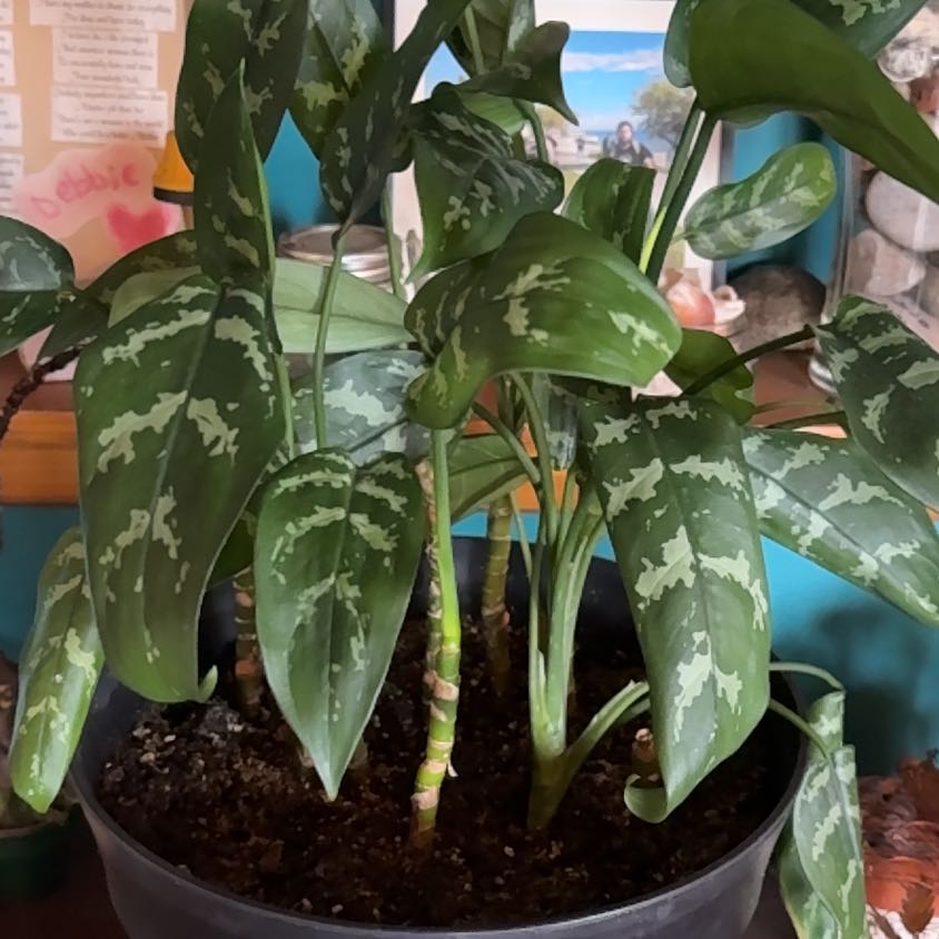 Photo of the plant species Dumbcane Tropic Snow by @ShinyGuayule68 named Terra on Greg, the plant care app