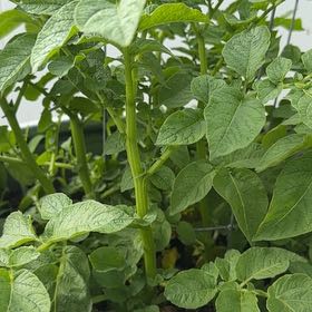 Photo of the plant species Potato by @ShinyGuayule68 named Mochi on Greg, the plant care app