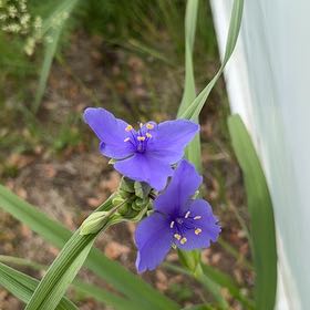 Photo of the plant species Ohio Spiderwort by @ShinyGuayule68 named Pax on Greg, the plant care app