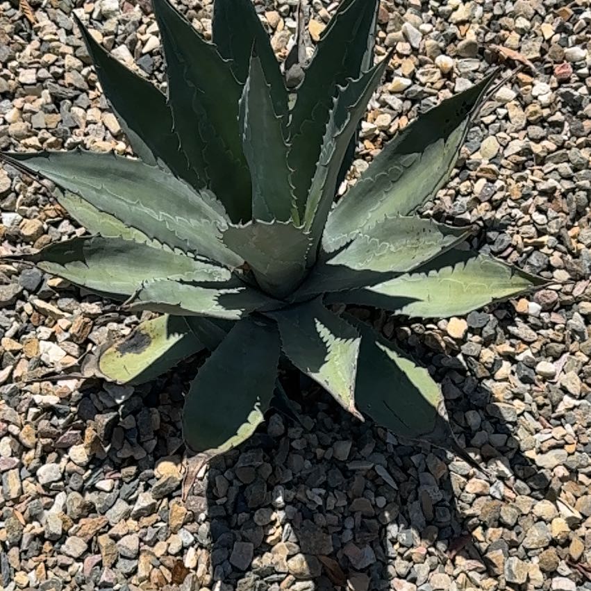 Photo of the plant species Coastal Agave by @AceKawakawa61 named Achilles on Greg, the plant care app