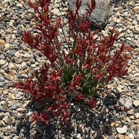 Photo of the plant species Lindheimer's Beeblossom by @AceKawakawa61 named Harmony on Greg, the plant care app