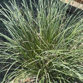 Photo of the plant species Pampas Grass by @AceKawakawa61 named Daphne on Greg, the plant care app