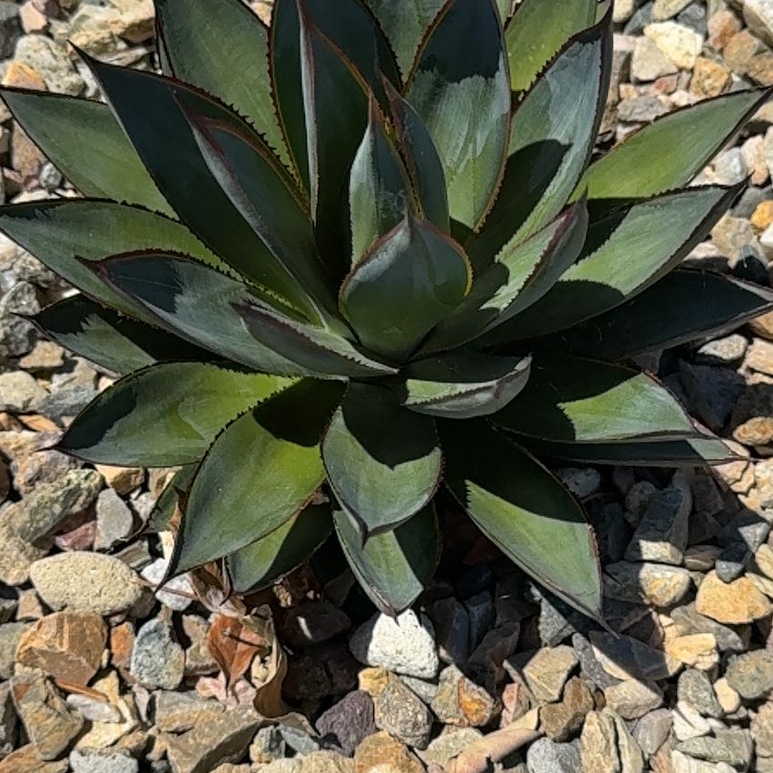 Photo of the plant species Coastal Agave by @AceKawakawa61 named Gobi on Greg, the plant care app
