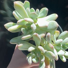 Photo of the plant species Pachyveria 'Blue Jasper' by @SugarLychee49 named Orlando Bloom on Greg, the plant care app
