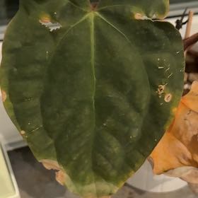 Photo of the plant species Ace of Spades by @ZarfShyleaf94 named Asya on Greg, the plant care app