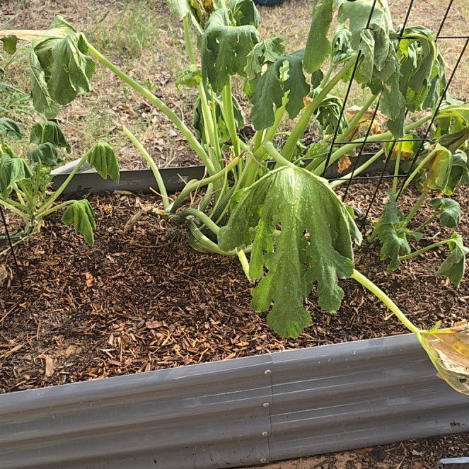 Photo of the plant species Zucchini by @LadyRedash2 named Zuccy on Greg, the plant care app
