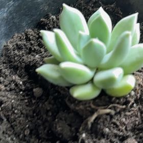 Photo of the plant species Graptoveria 'Opalina' by @RelieverPalqui named Duke on Greg, the plant care app