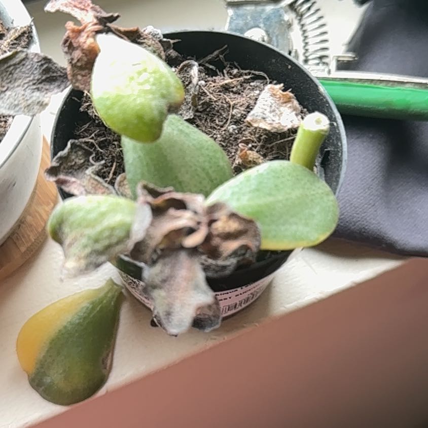 Photo of the plant species Crassula obliqua 'Lemon 'n Lime' by @NewVetiver29 named Stella on Greg, the plant care app