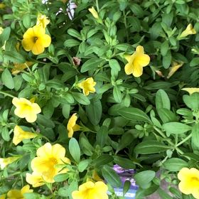 Photo of the plant species Calibrachoa 'Noa® Yellow' by @WarmMaylily52 named Kobe on Greg, the plant care app