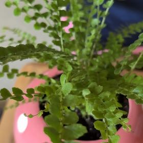 Photo of the plant species Lemon Button Fern by @AppealingOmnom9 named Lemon on Greg, the plant care app