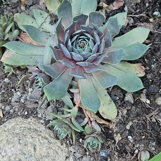 Photo of the plant species Chalk Dudleya by @FabBogarum84 named Bella on Greg, the plant care app
