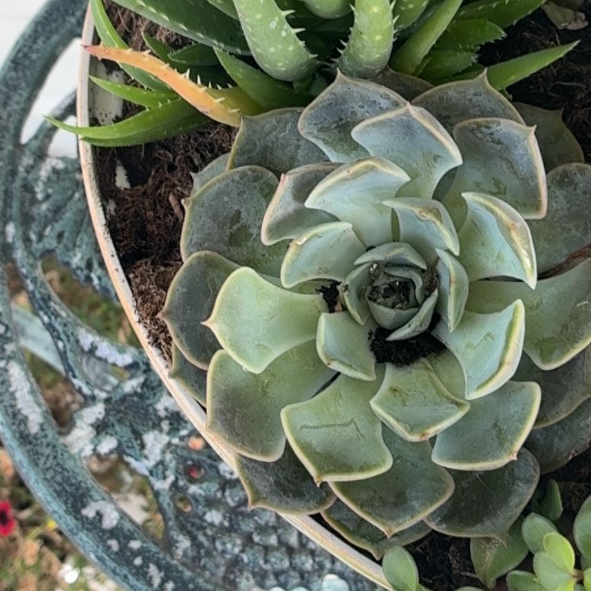 Photo of the plant species Chalk Dudleya by @YokeBoneset88 named Lavender on Greg, the plant care app