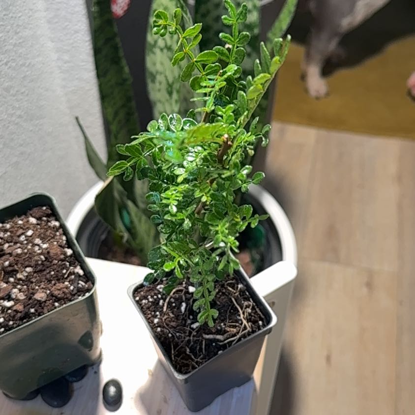 Photo of the plant species Pepper Tree by @StarYuzu40 named Pepper Ann on Greg, the plant care app