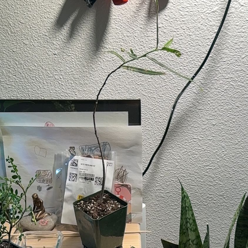 Photo of the plant species Narrow-leaved bottle tree by @StarYuzu40 named Queen Bottle on Greg, the plant care app