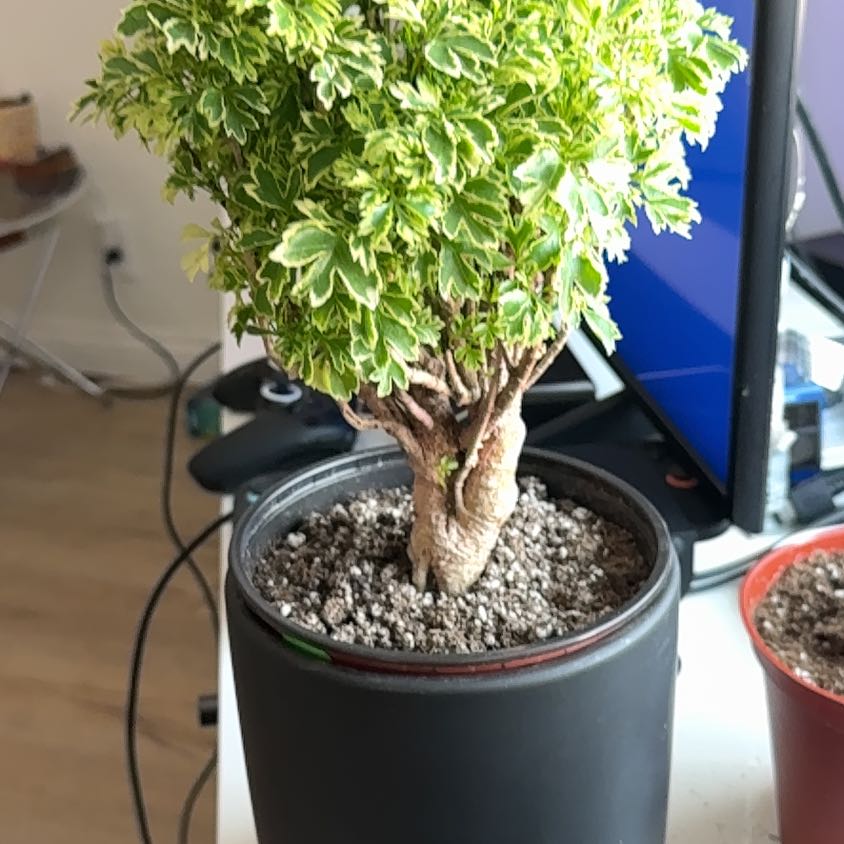 Photo of the plant species Snowflake Aralia by @StarYuzu40 named Yao Ming on Greg, the plant care app