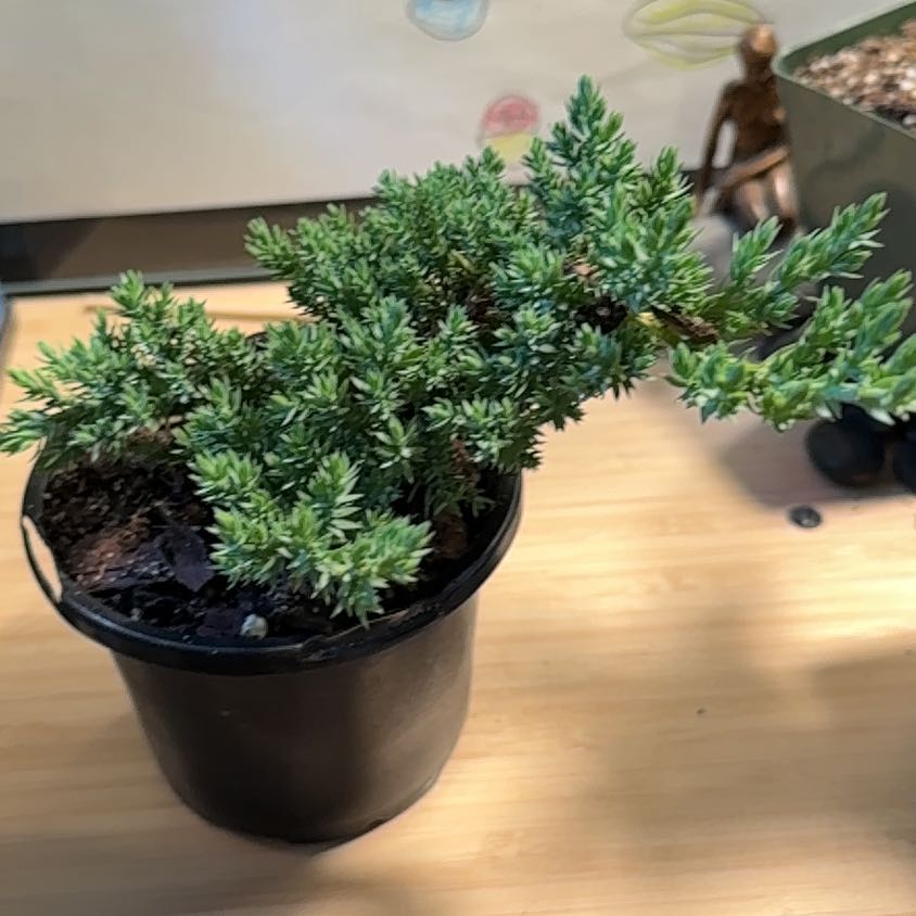 Photo of the plant species Blue Star Juniper by @StarYuzu40 named Sailor Juniper on Greg, the plant care app