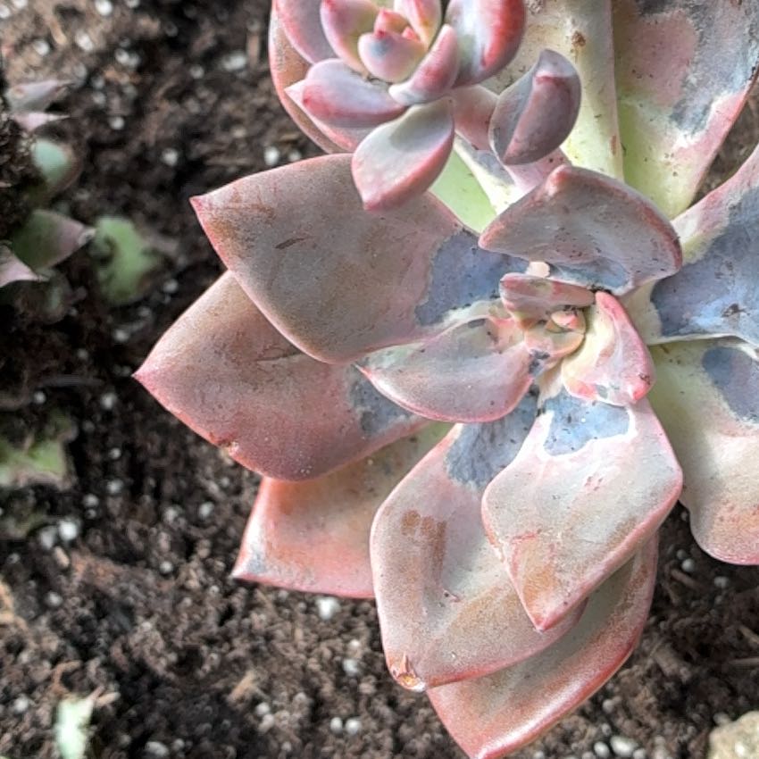 Photo of the plant species San Gabriel River Dudleya by @RealFlax58 named Dax on Greg, the plant care app