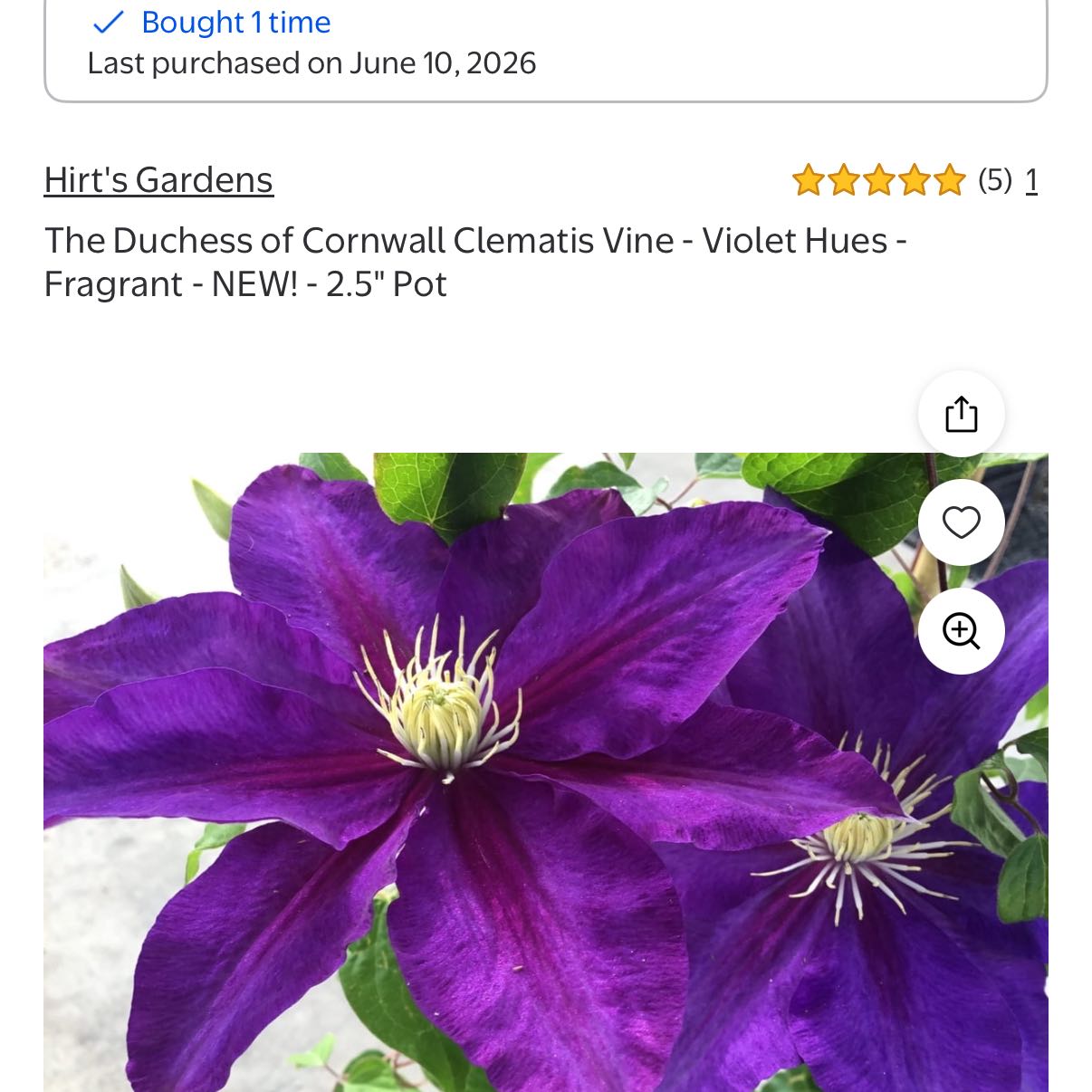 Photo of the plant species Clematis 'The Duchess of Cornwall' by @FetchingLantana named Zeus on Greg, the plant care app