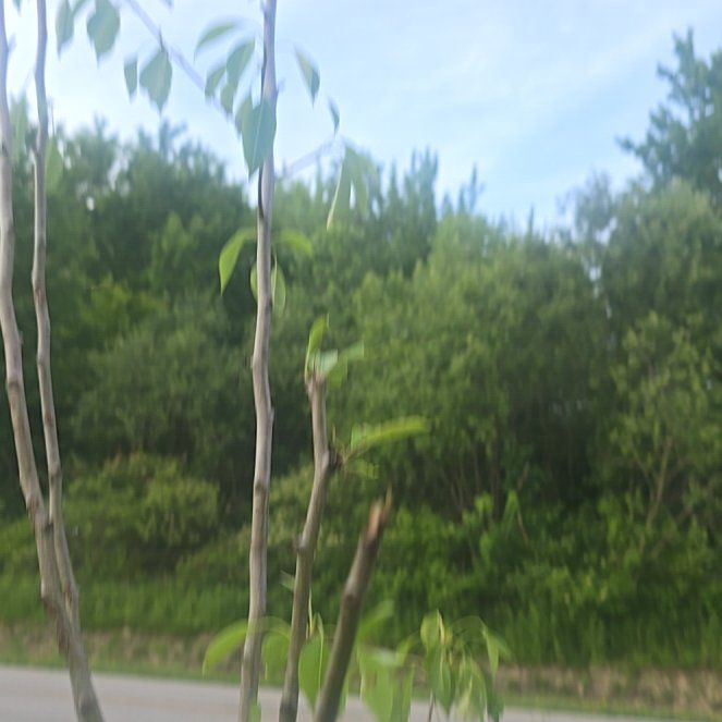 Photo of the plant species Keiffer Pear by @ZealBlueash19 named Kobe on Greg, the plant care app
