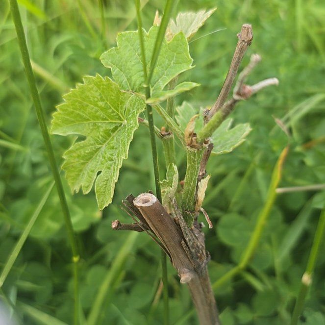 Photo of the plant species Red Currant by @ZealBlueash19 named Sage on Greg, the plant care app