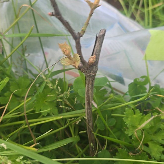Photo of the plant species Gooseberry by @ZealBlueash19 named Taylor Swift on Greg, the plant care app