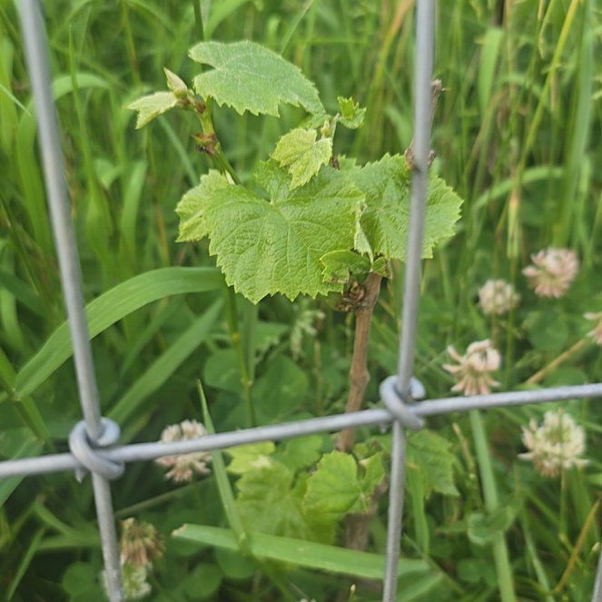 Photo of the plant species Wine Grape by @ZealBlueash19 named Doja Cat on Greg, the plant care app