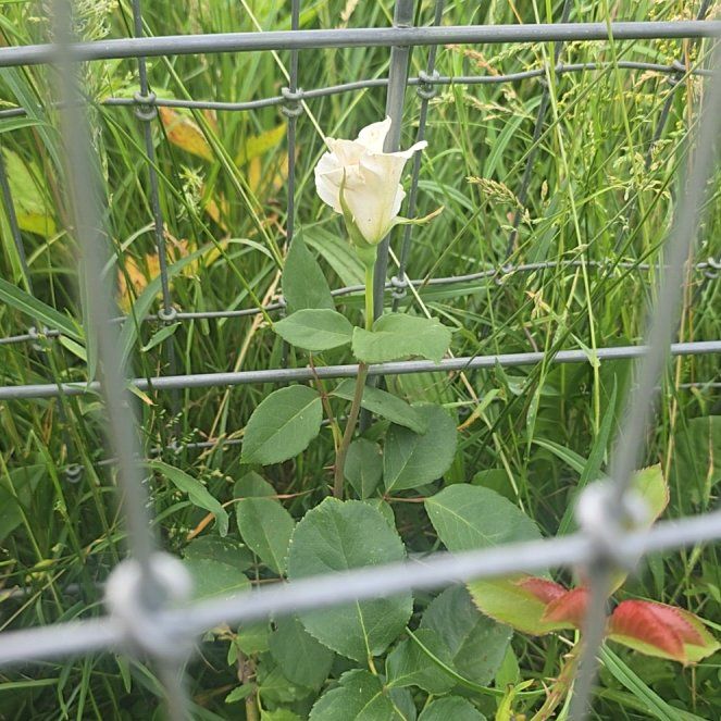 Photo of the plant species Crimsoneyed Rosemallow by @ZealBlueash19 named Aria on Greg, the plant care app